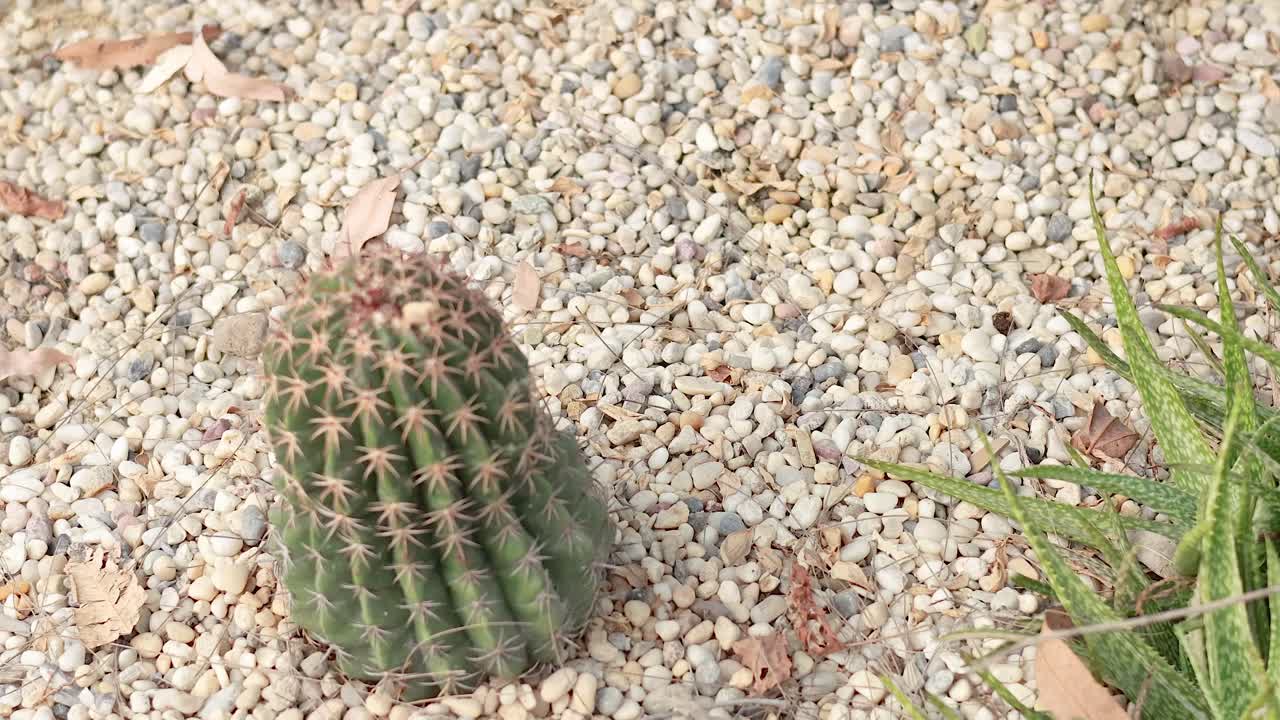 Kaktus og planter i et grusmiljø