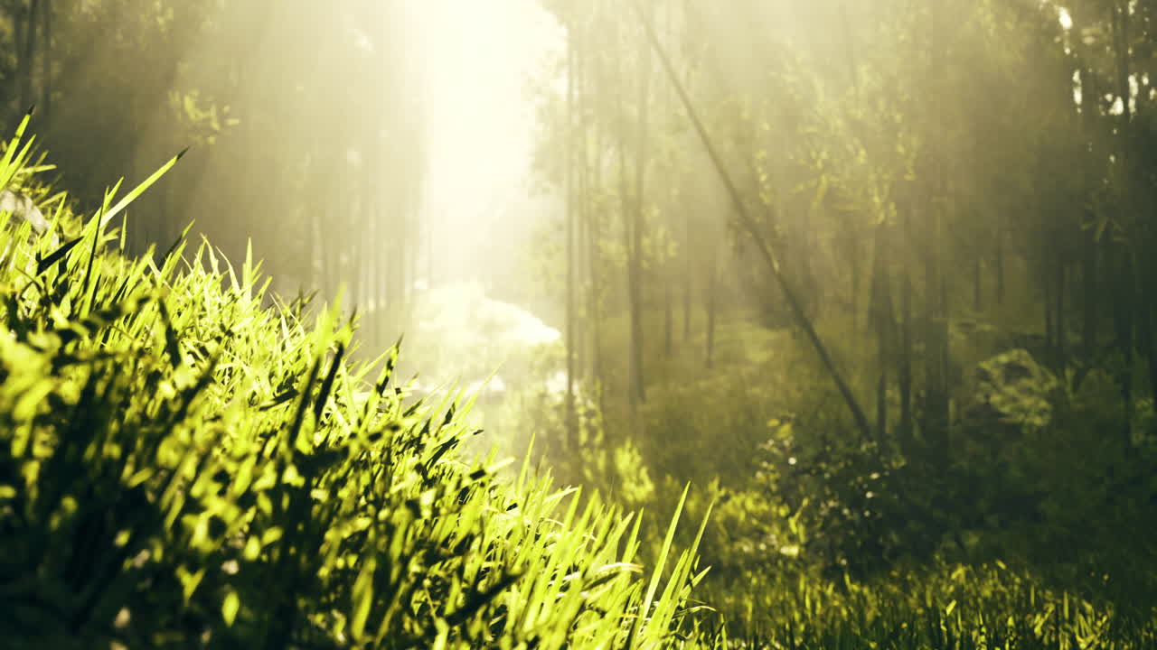 Sunlight filtering through trees in a serene green forest at dawn