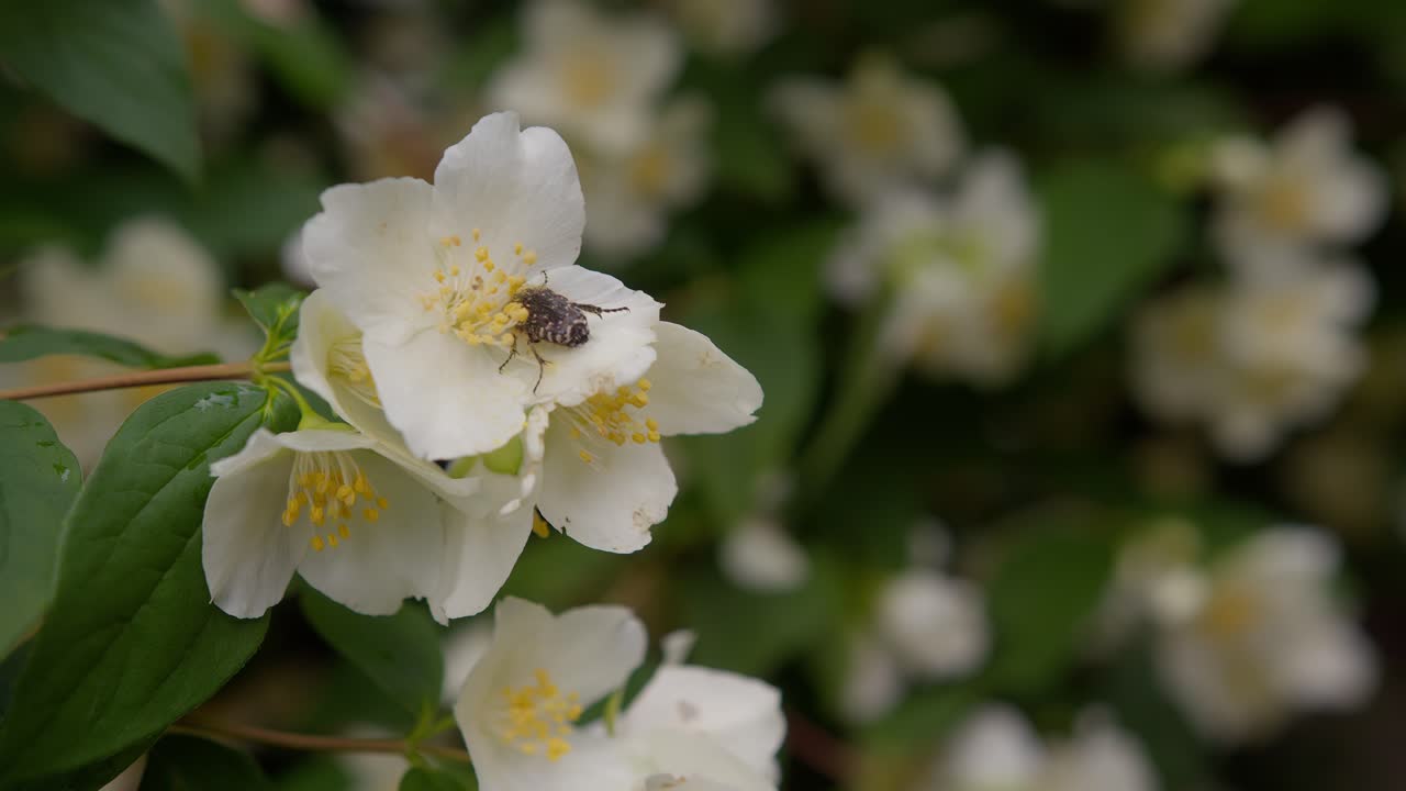 Close-up macro of bug resting on a spring flower at Lake Como, Italy (Lago di Como, Italia), detailed nature shot