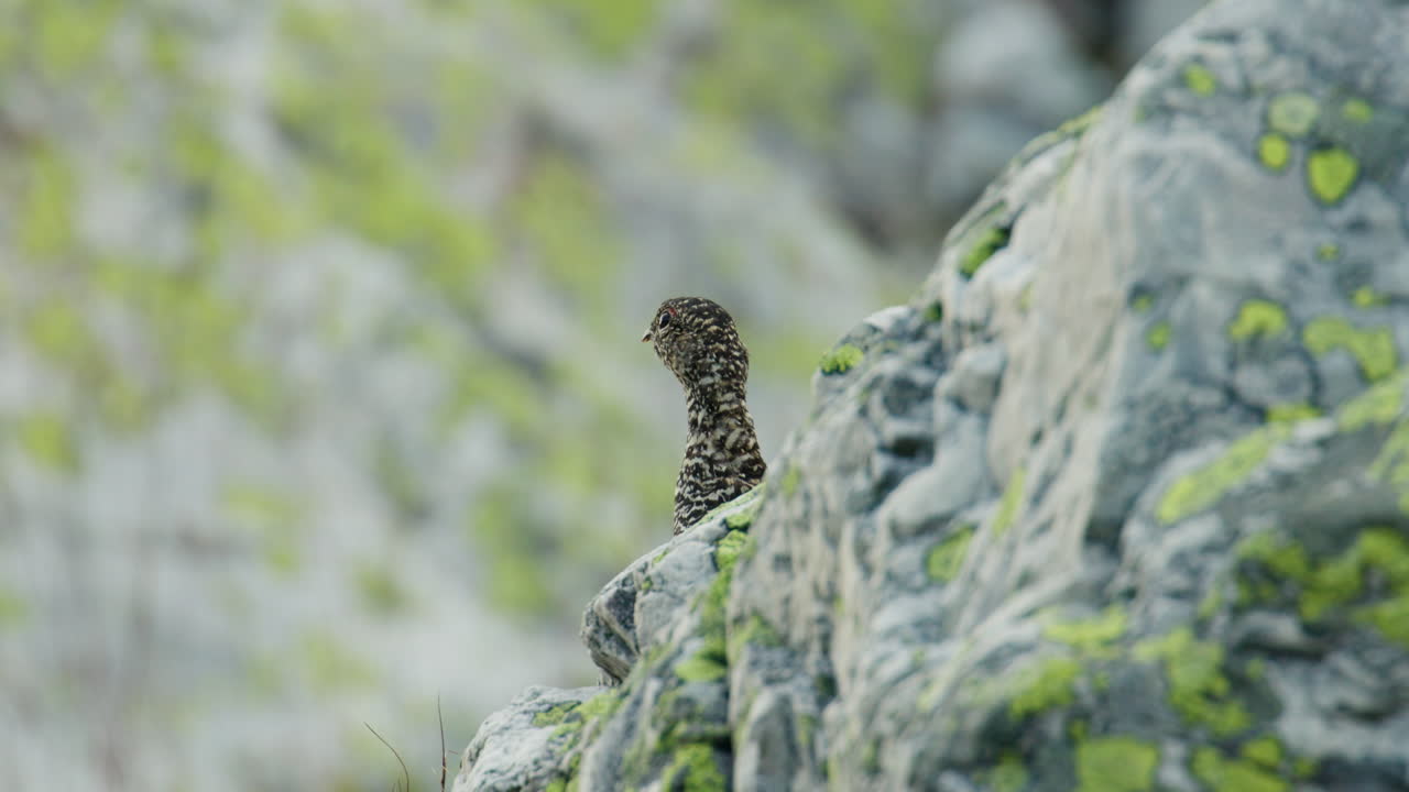 Summer Wildlife Ptarmigan Lagopus muta on Alpine Rocks of Blefjell Norway