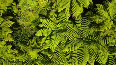 Aerial-birdseye-circling-Silver-Fern,-symbol-fern-of-New-Zealand