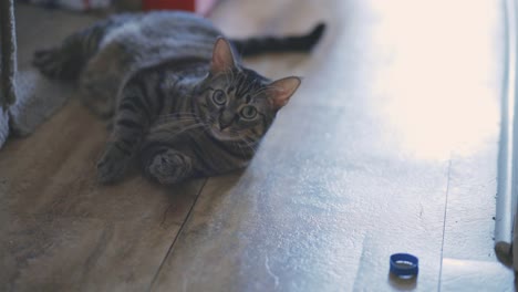 playful tabby cat looking at camera while laying on wooden floor of house