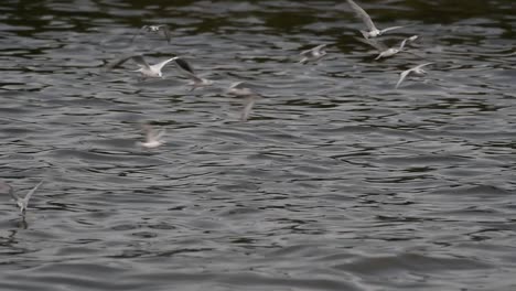 Terns-and-Gulls-Skimming-for-Food-are-migratory-seabirds-to-Thailand,-flying-around-in-circles,-taking-turns-to-skim-for-food-floating-on-the-sea-at-Bangpu-Recreational-Center-wharf