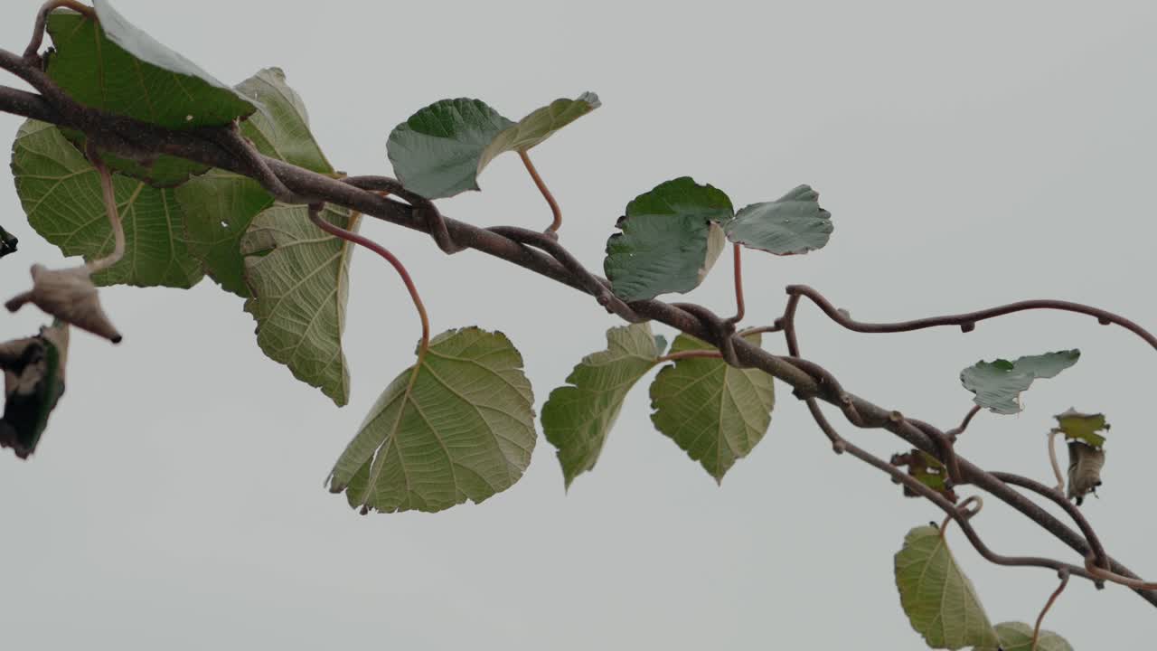 울창 한 초록색 잎 을 가진 키위 식물, 근접 사진