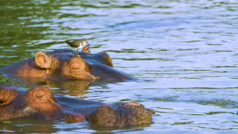 common sandpiper bird walks across hippos head as it sleeps with golden hour light