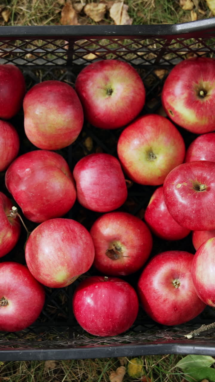Beautiful shiny red apples in the plastic box. Hands of old man put two more apples to the crate. Top view. Vertical video