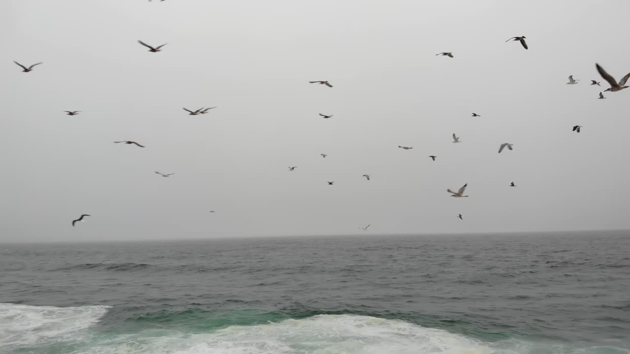 Drone view of waves hitting the shore on the beach with seagulls flying above it in Portugal