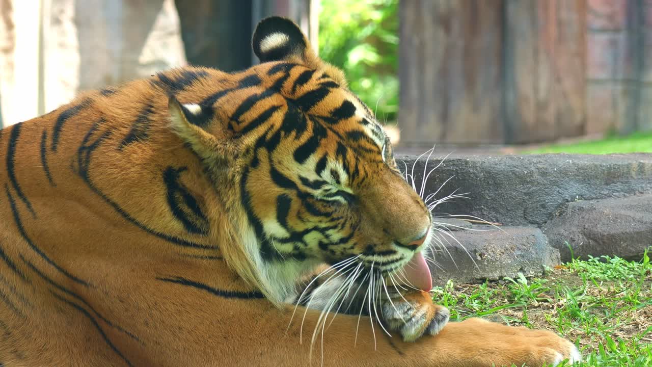 Nærbillede af en sumatratiger, der hviler sig på jorden i indhegningen og plejer sin pels ved at slikke den med tungen, en kritisk truet apex predator.