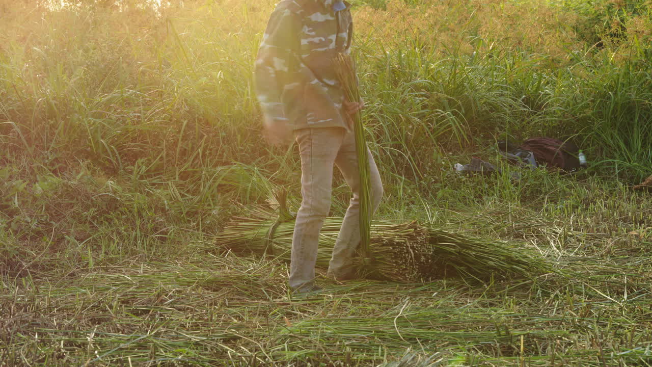 Shot of a farmer making a green straw bundle before drying for making traditional mattress in Quang Nam province, Vietnam during evening time.