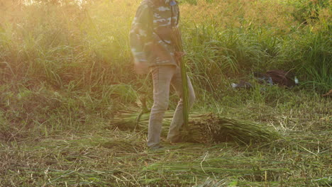 shot of a farmer making a green straw bundle before drying for making traditional mattress in quang nam province, vietnam during evening time.