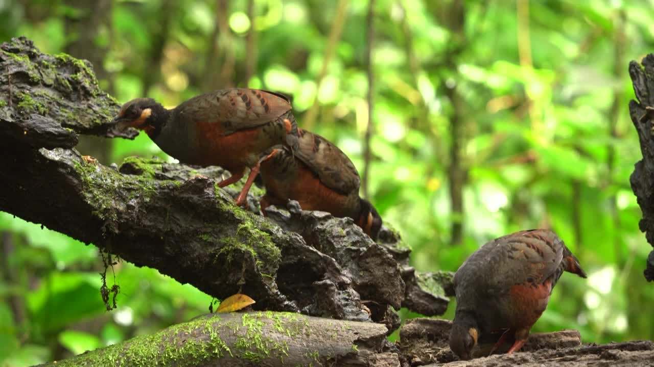 pájaro perdiz de vientre castaño, perdiz con una corona y nuca rufosas, patas rojas, pecho gris, alas marrones, piel facial roja y una máscara, garganta y pico negros