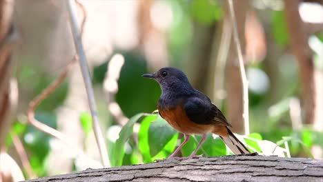 El-Shama-De-Rabadilla-Blanca-Es-Una-De-Las-Aves-Más-Comunes-En-Tailandia-Y-Se-Puede-Ver-Fácilmente-En-Los-Parques-De-La-Ciudad,-Tierras-De-Cultivo,-áreas-Boscosas-Y-Parques-Nacionales