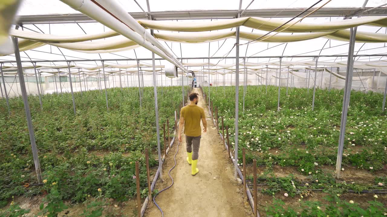 장미 생산과 재배.