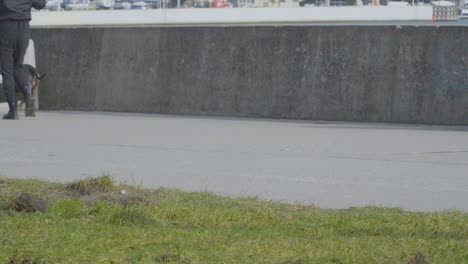 dog on a leash walks down city boulevard