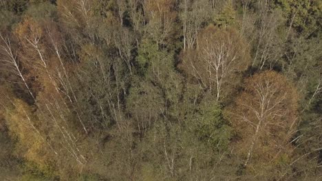 A-Deer-Couple-Hides-in-the-Autumn-Forest-Tank-1