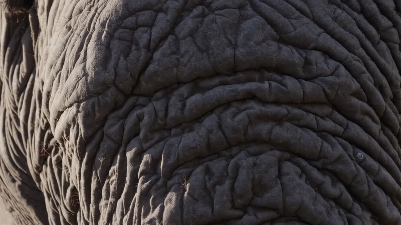 Close-up of elephant skin