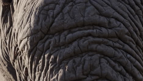 close-up of elephant skin
