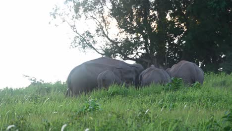 A-herd-of-wild-Maximus-Indicus,-grey-Asian-Elephants-huddled-on-green-pasture,-swinging-tails-and-ears,-tossing-dirt-into-air-with-trunk-and-slowly-walking-out-of-frame-in-a-row,-Thailand