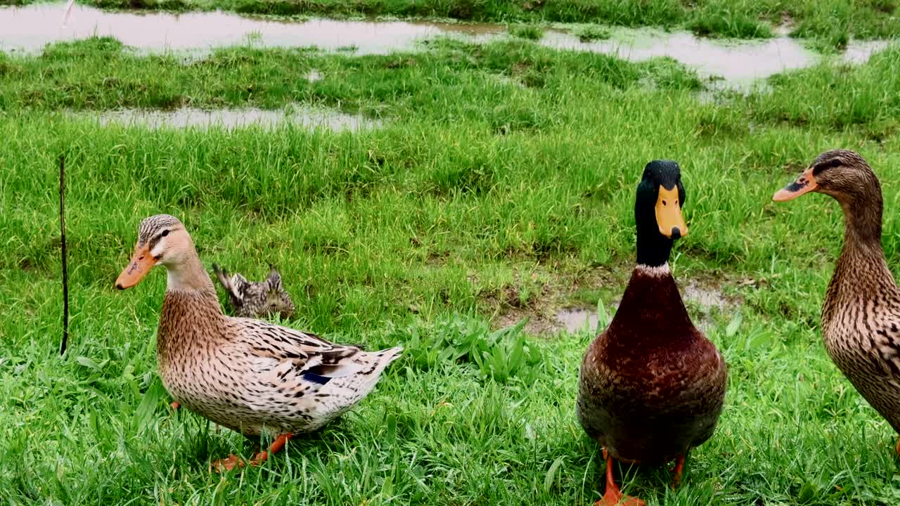 Patos en hierba mojada con charcos. São Miguel, Azores, Portugal.
