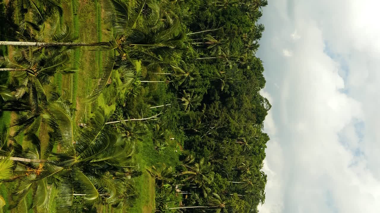 panorámica en cámara lenta de las terrazas de arroz de tegallalang con vistas a la jungla con palmeras y árboles en un soleado día de verano