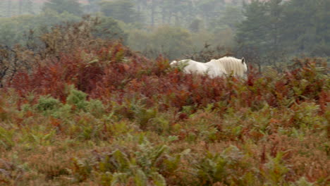 white new forest pony trotting away in between bracken and scrubland in the new forest