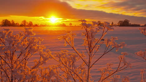 timelapse de puesta de sol nublada sobre campo cubierto de nieve con plantas en primer plano