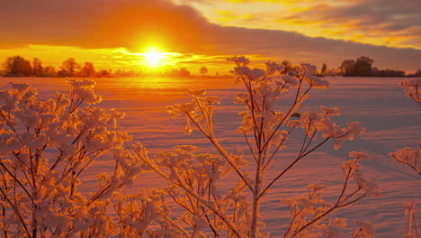 timelapse of cloudy sunset over snowy field with plants in foreground