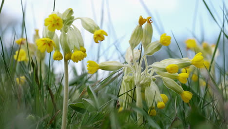 wild yellow cowslip flowers blooming in a wild flower meadow in worcestershire, england amid the strong green meadow grasses