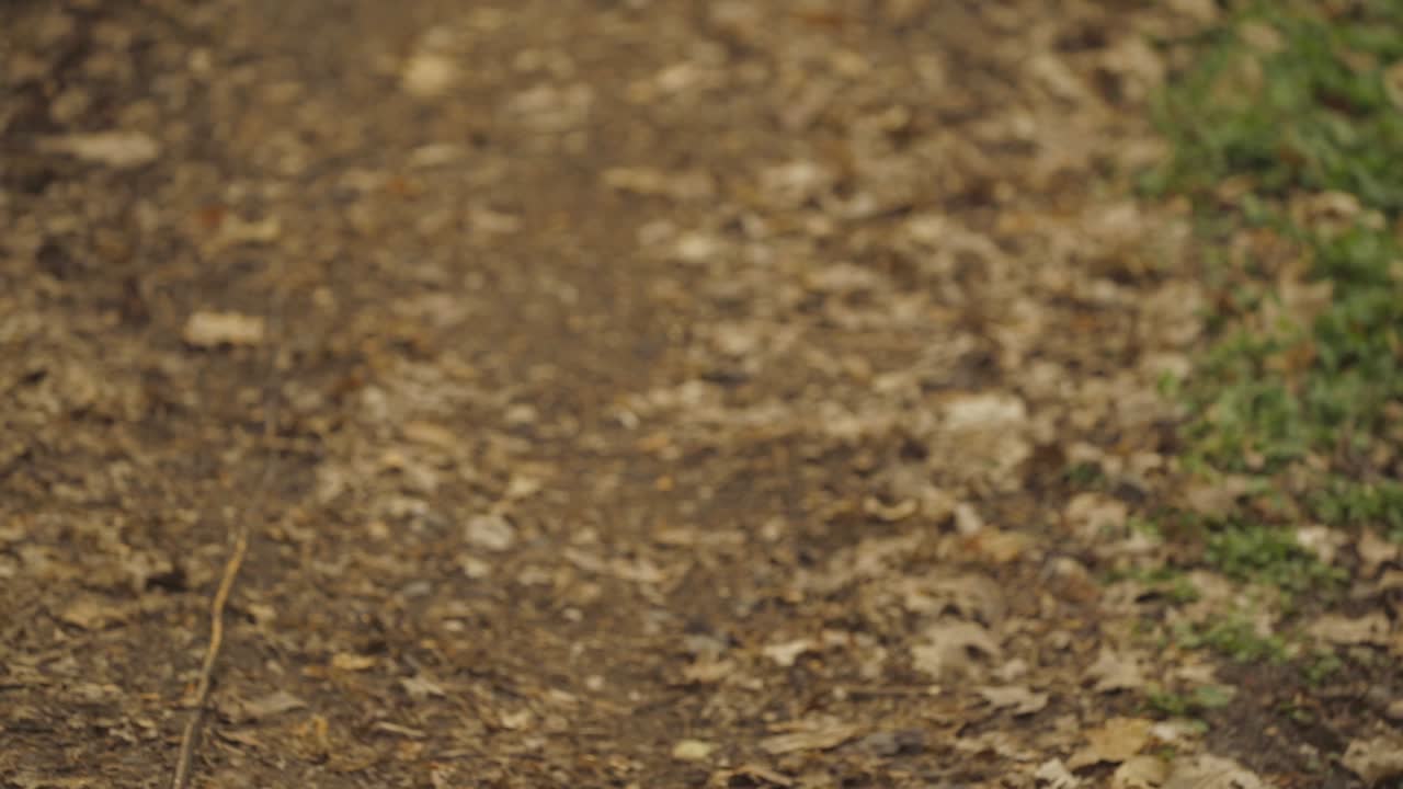 Dry Leaves On The Forest Floor In Zlotoryja, Poland At Daytime - close up