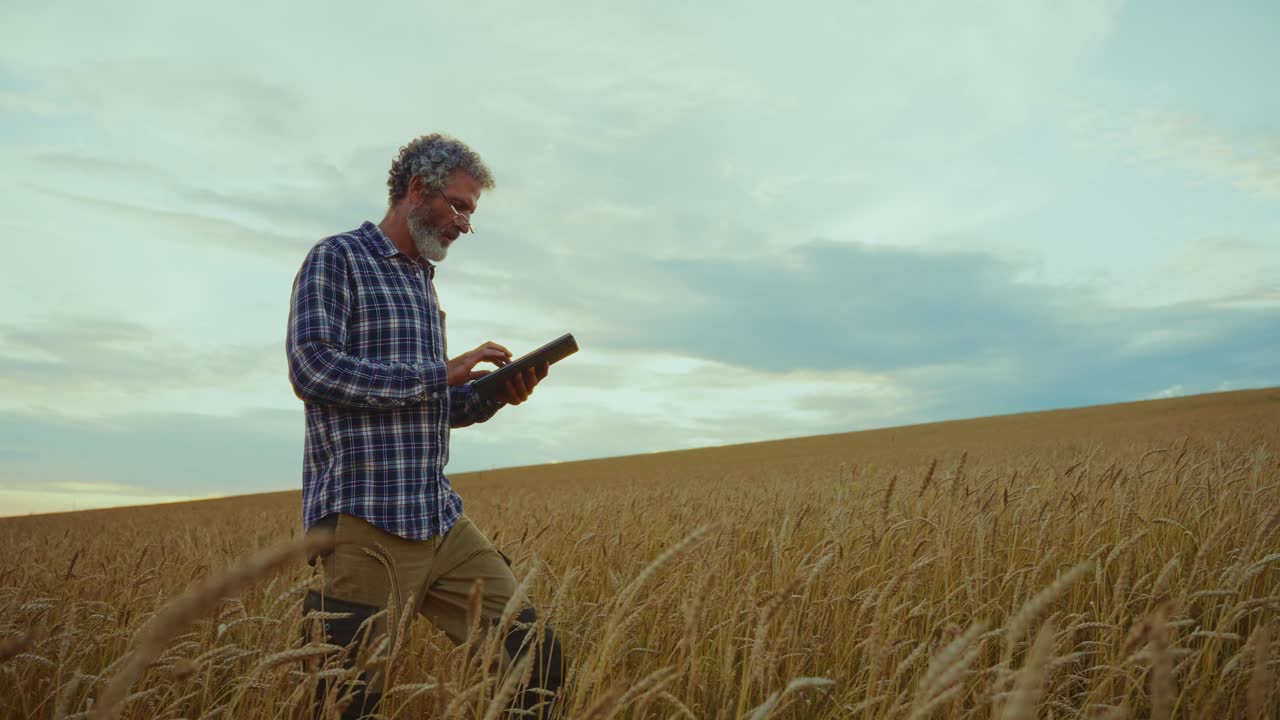 Farmer using tablet in a wheat field at sunset