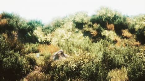 dried-grass-tufts-on-moorland