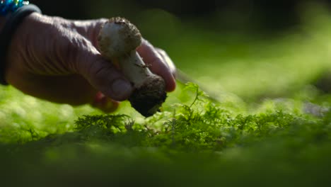 Picking-up-an-edible-pearl-mushroom-from-the-moss-in-a-green-lush-autumn-forest-among-trees-with-a-hand-in-slow-motion