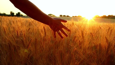 hand gently touching ears of wheat grain stalks in agricultural farm field at golden sunset, sun light flare and glare in background