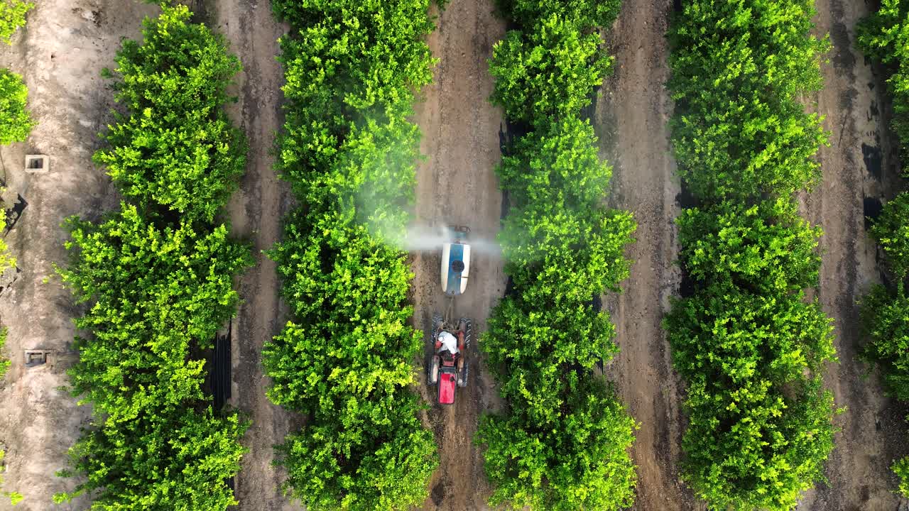 Un contadino anonimo che guida un trattore spruzza pesticida sugli alberi di limoni