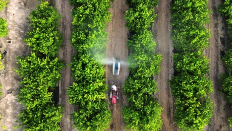 granjero anónimo conduciendo un tractor rociando pesticidas en limoneros