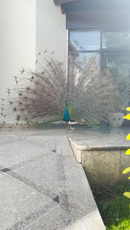 a blue male peacock with his tail open standing in front of a structure in a garden on a sunny day.