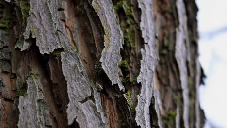 close-up of tree bark with moss