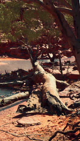 dead tree in a dry riverbed in the australian outback