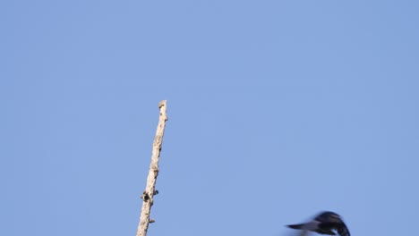 Lonely-shiny-cowbird,-molothrus-bonariensis-spotted-perching-up-high-on-a-dry-snag,-spread-its-wings-and-fly-away,-left-with-a-swinging-stick-against-blue-sky-at-pantanal-brazil-on-a-sunny-day