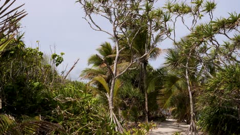 tropical beach path through lush vegetation