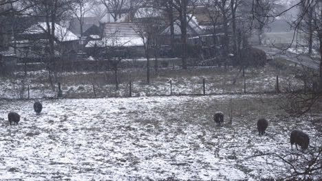 Weitwinkelaufnahme-Von-Gehörten-Schwarzen-Schafen,-Die-Im-Niederländischen-Winter-Auf-Einer-Verschneiten-Wiese-Stehen