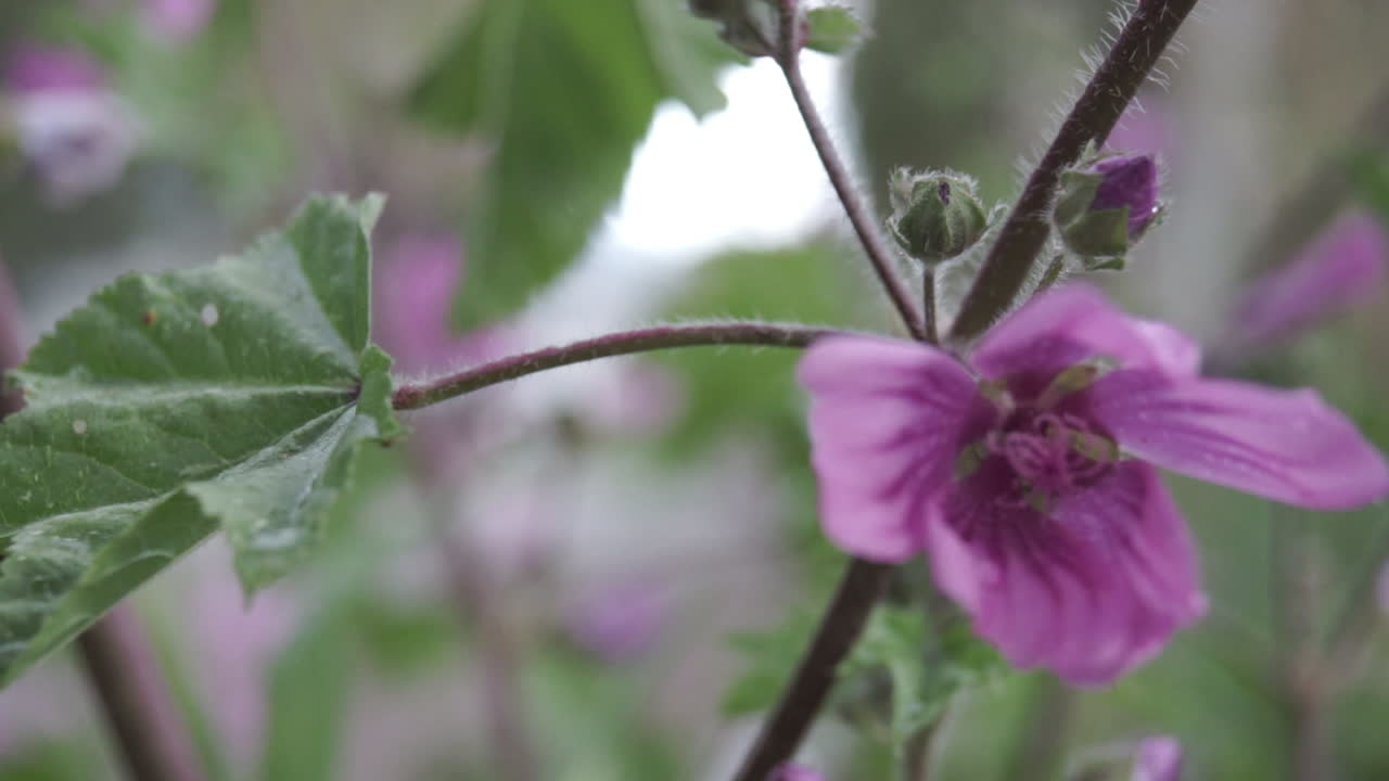 primer plano de flores de petunia rosa 60fps