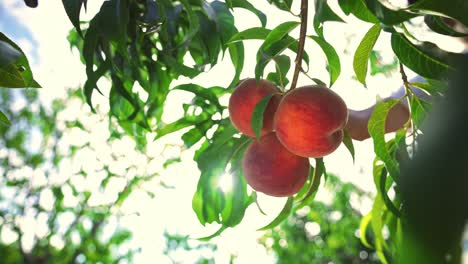 farmer man picks big ripe peaches. fruits ripen in the sun. peach hanging on a branch in orchard.