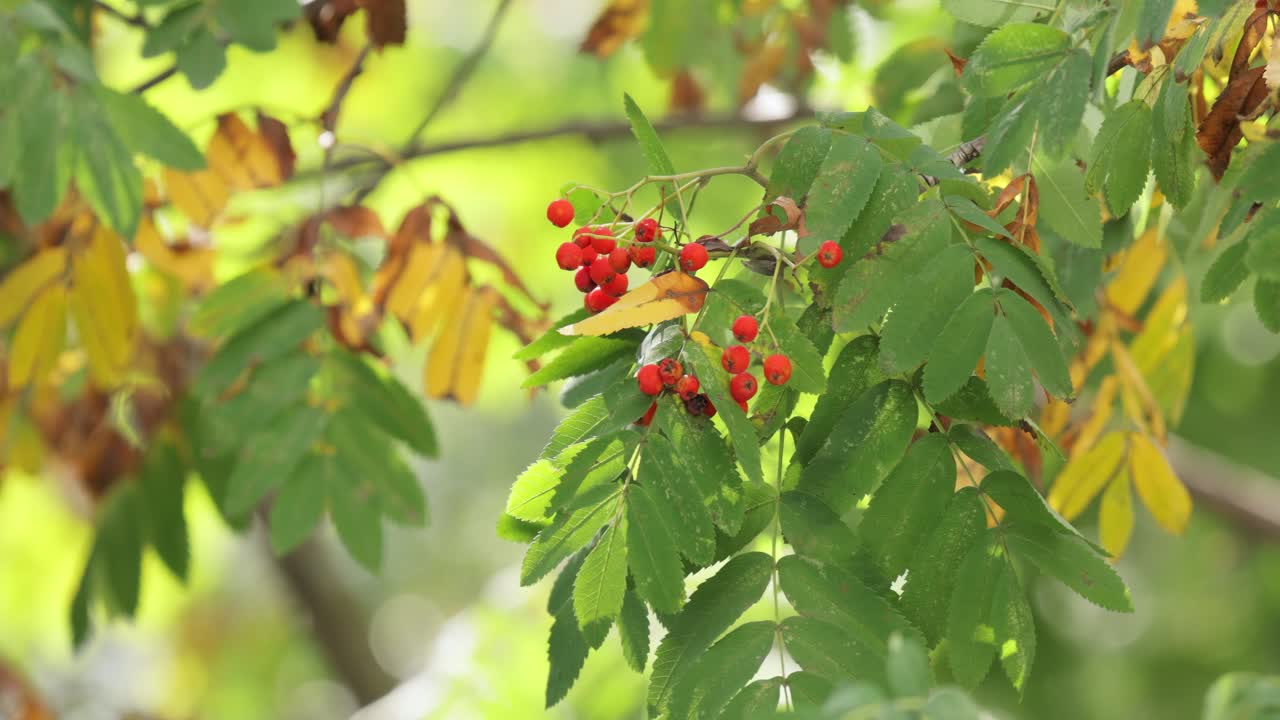 소르부스 오쿠파리아 (sorbus aucuparia) 라는 나무의 가지, 잎과 열매가 은 날 숲에서 자란다.