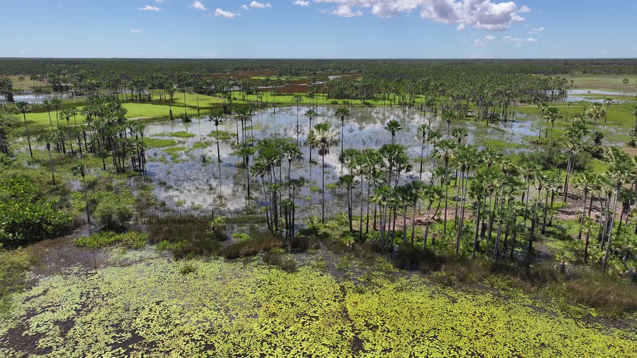 Mangrove Skyline At Araioses In Maranhao Brazil. Parnaiba Delta Landscape. Mangrove Skyline. Mangrove Skyline At Araioses In Maranhao Brazil. Safari Delta Of The Americas. Delta Swamp