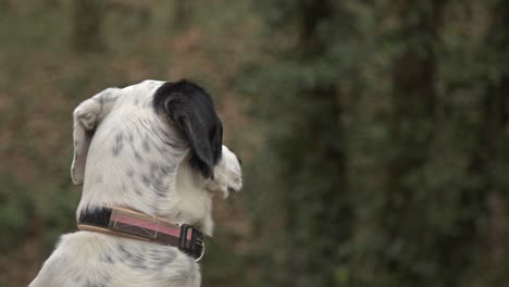 a setter dog enjoying, walking, playing in the forest