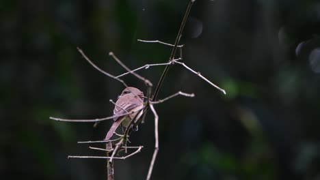 Facing-to-the-right-and-moving-its-head-around-while-looking-for-its-prey-behind-some-bamboo-twigs,-Brown-Shrike-Lanius-cristatus,-Philippines