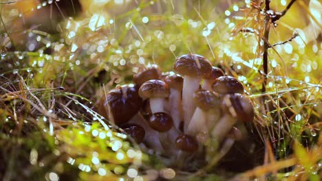 Armillaria-Pilze-Aus-Honigpilz-In-Einem-Sonnigen-Wald-Im-Regen.