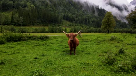 Slovenia-Highland-Cattle-Aerial-Drone-6.mp4