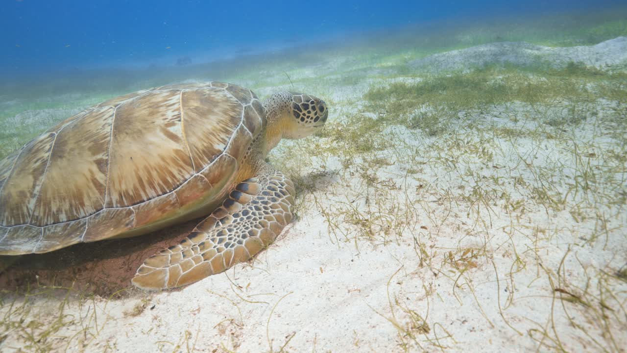 Una tranquila tortuga marina descansa en las aguas poco profundas de una costa tropical, rodeada de hierbas marinas e iluminada por la luz del sol